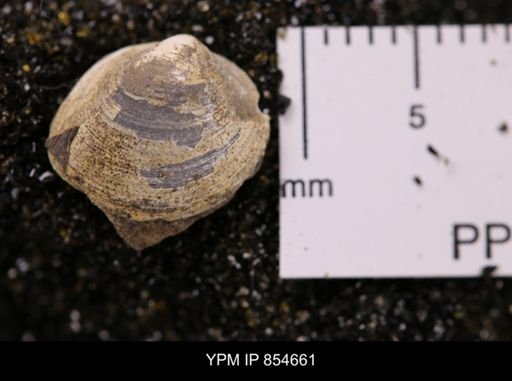 Limopsis striatopunctatus