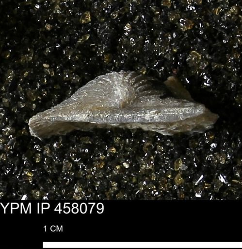 Strophodonta sp.