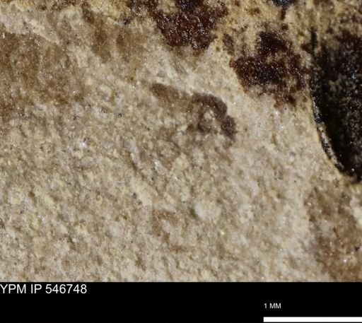 undet. Insecta