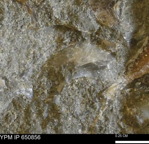 undet. Bivalvia