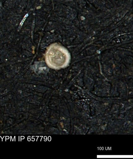 Spirolocammina subcircularis