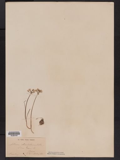 Allium