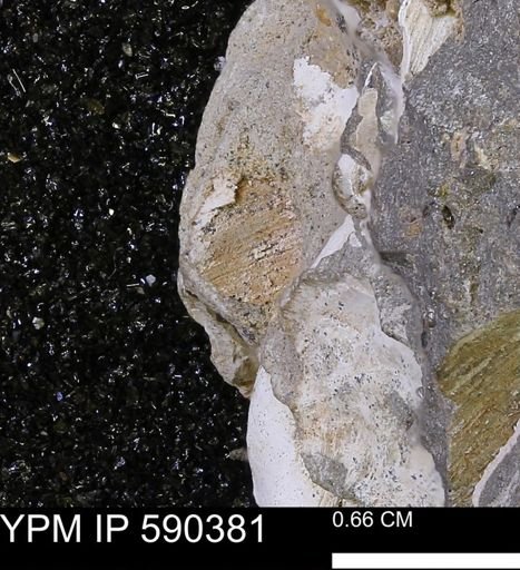 Protocardia?