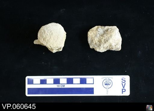 Mosasauridae