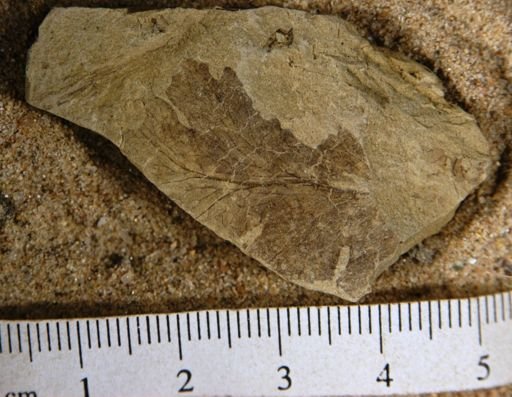 Onoclea minima
