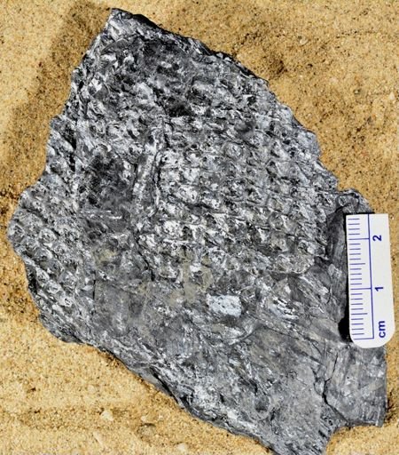 Lepidodendron sp.