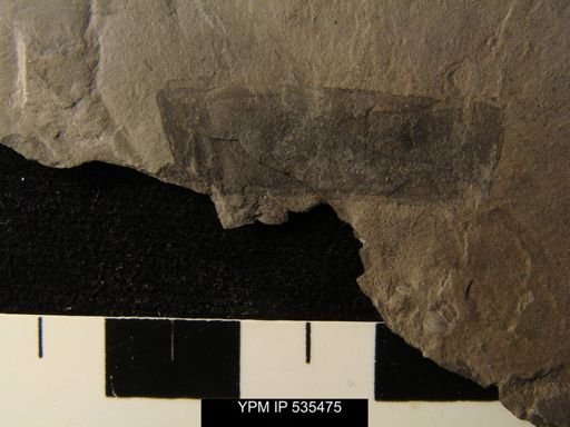 undet. Eurypterida