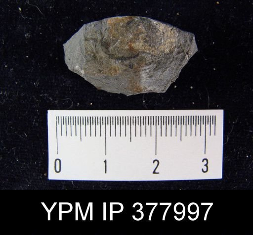 Chonetes granulifer