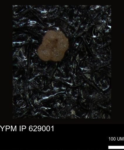 undet. Foraminiferida
