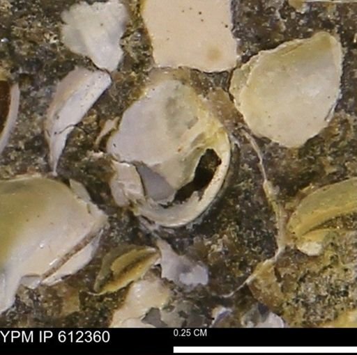 Protocardia subquadrata