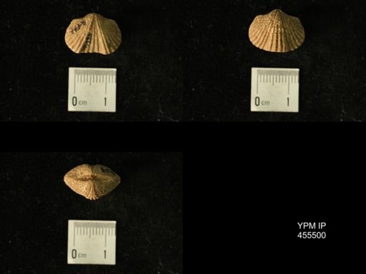 Platystrophia elegantula