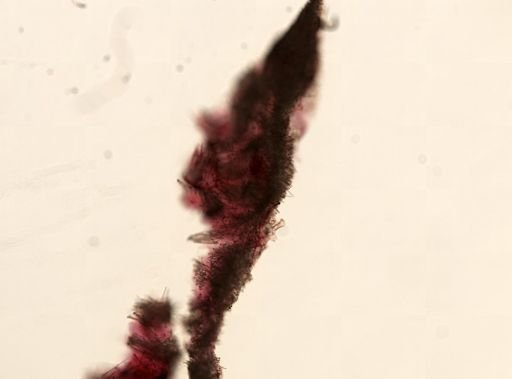 Hymedesmia sp.