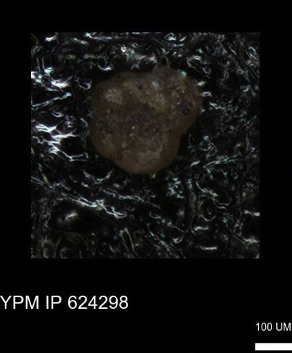 undet. Foraminiferida