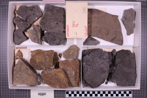 mixed taxa, stratigraphic collection