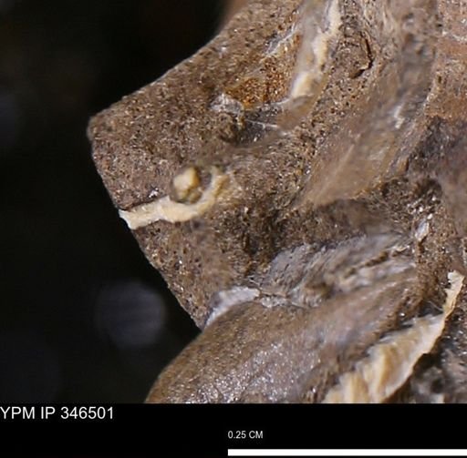 undet. Mollusca
