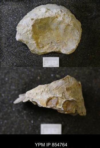 Exogyra americana