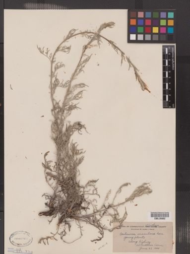 Centaurea maculosa