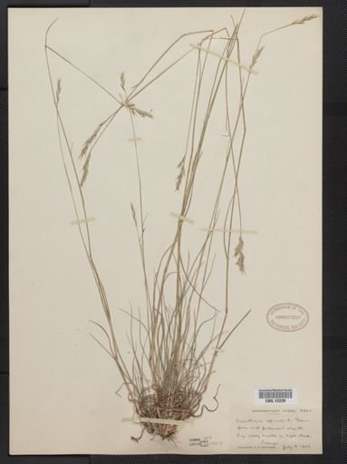 Danthonia spicata