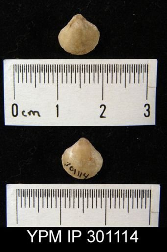 Ambocoelia sp.