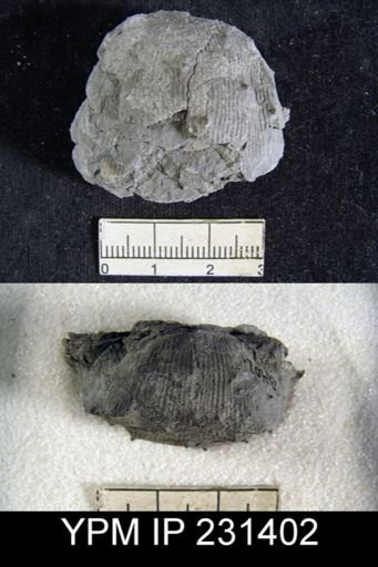 Pustula nebrascensis