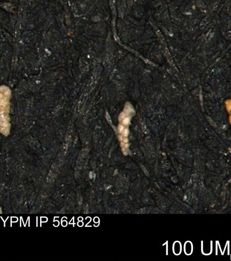 Verneuilinoides kansasensis