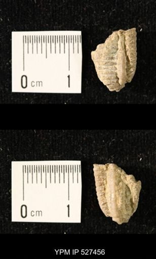 Iocrinus subcrassus