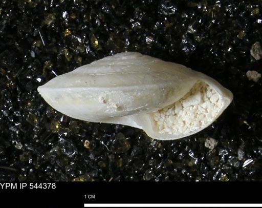 Poecilozonites bermudensis zonatus