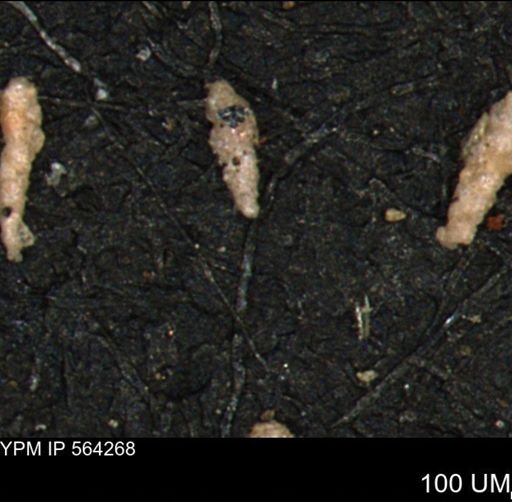 Verneuilina canadensis