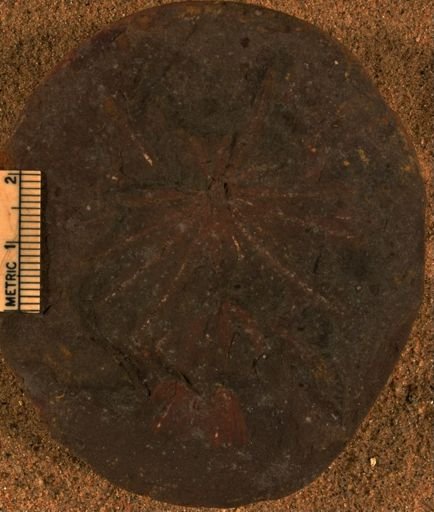 Annularia