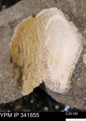 undet. Bivalvia
