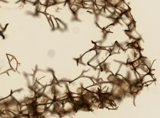 Haliclona koremella