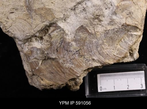 Inoceramus sp.