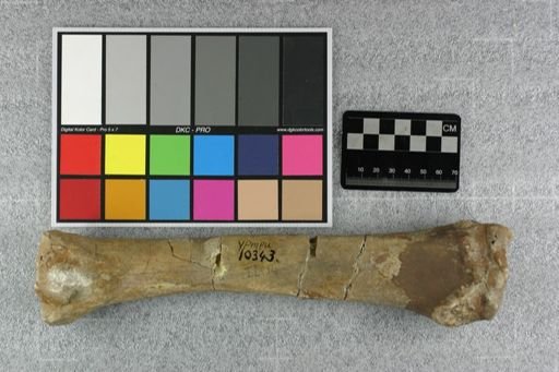 Subhyracodon