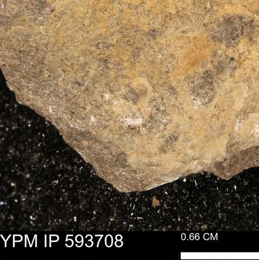 Baculites sp.