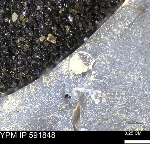 Mollusca