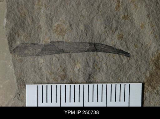 undet. Eurypterida
