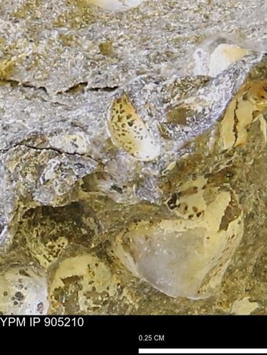 undet. Mollusca