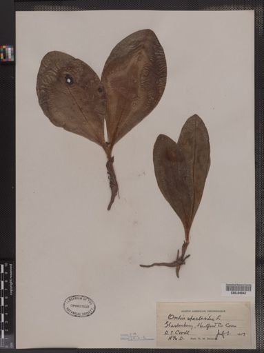 Orchis spectabilis