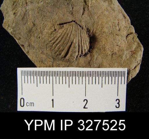 Spirifer concinnus?