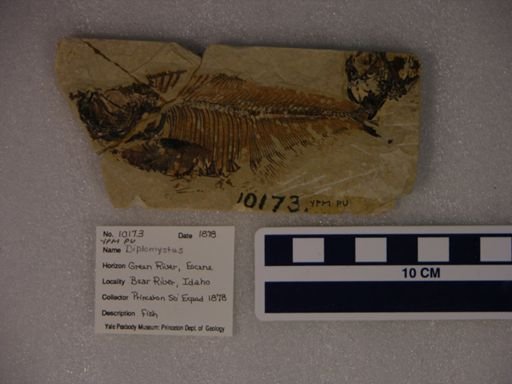 Diplomystus sp.