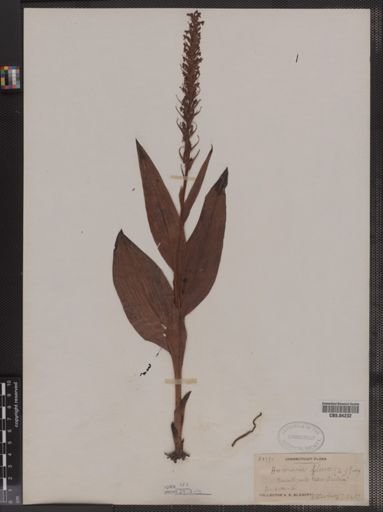 Habenaria flava