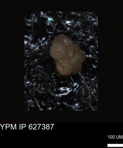undet. Foraminiferida