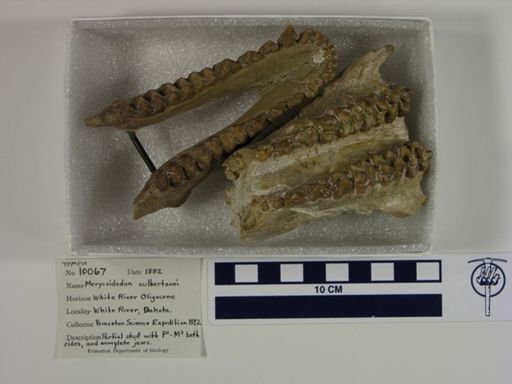 Merycoidodon culbertsoni