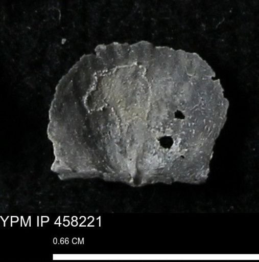 Chonetes mucronatus