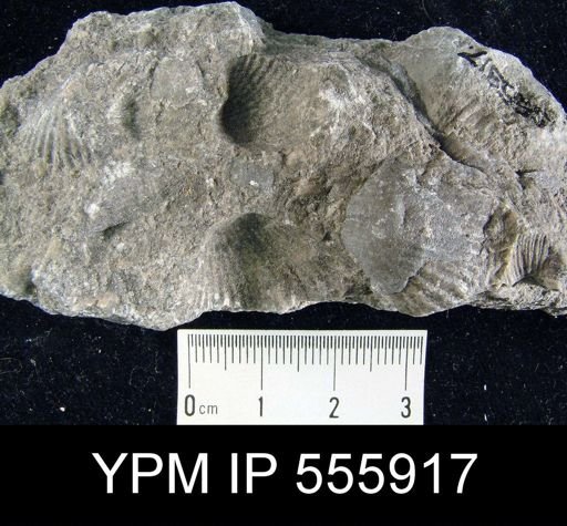 Spirifer keokuk