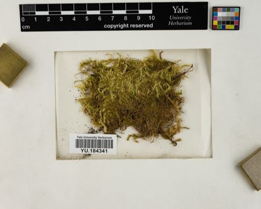 Plantae