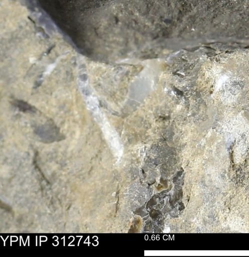 undet. Bivalvia