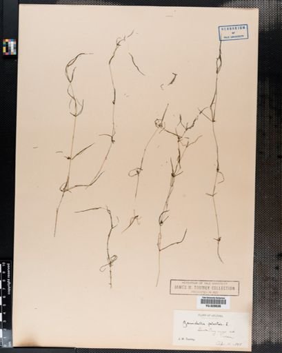 Zannichellia palustris