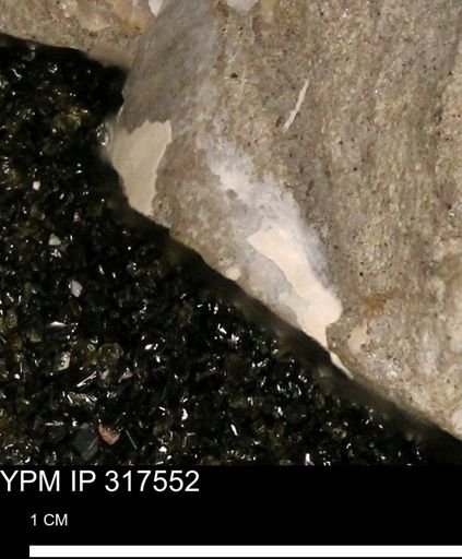 undet. Mollusca