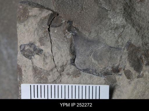 undet. Arthropoda
